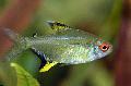 Aquarium Fish Lemon Tetra, Hyphessobrycon pulchripinnis, Gold Photo, care and description, characteristics and growing