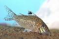 Aquarium Fish Leopard Cory, Corydoras leopardus, Spotted Photo, care and description, characteristics and growing