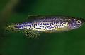 Aquarium Fish Leopard Danio, Brachydanio frankei, Spotted Photo, care and description, characteristics and growing
