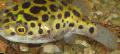 Leopardas Šuo-Žuvis Nuotrauka, charakteristikos ir kad