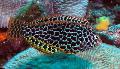Peixes de Aquário Leopard Wrasse, Macropharyngodon meleagris, Manchado foto, cuidado e descrição, características e crescente
