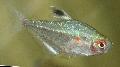 Foto Flussfisch Weniger Blutendes Herz Tetra