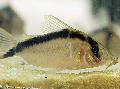 Long nosed Arched Cory, Purus Cory, Narcisso Cory care and characteristics