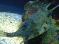Longhorn Cowfish care and characteristics