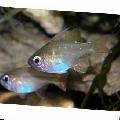 Longspine Cardinalfish, Fowleria isostigma, Silver Photo, care and description, characteristics and growing