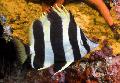 Lord Howe Coralfish, Amphichaetodon howensis, Striped Photo, care and description, characteristics and growing