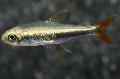 Aquarium Fish Loreto tetra, Hyphessobrycon loretoensis, Silver Photo, care and description, characteristics and growing