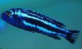 Akvariumas Žuvys Maingano Ciklidinių, Melanochromis cyaneorhabdos maingano, dryžuotas Nuotrauka, kad ir aprašymas, charakteristikos ir augantis