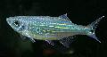 Aquarium Fish Malabar danio, Danio malabaricus, Striped Photo, care and description, characteristics and growing
