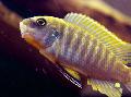 Aquarium Fish Malawi Dream, Labeotropheus fuelleborni, Striped Photo, care and description, characteristics and growing