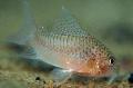Aquarium Fish Many-spotted Cory, Corydoras polystictus, Spotted Photo, care and description, characteristics and growing