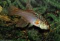 Aquarium Fish Maratecoara, Spotted Photo, care and description, characteristics and growing