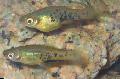 Aquarium Fish Marbled swordtail, Xiphophorus meyeri, Spotted Photo, care and description, characteristics and growing