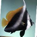 Masked Bannerfish, Phantom bannerfish, Heniochus pleurotaenia, Striped Photo, care and description, characteristics and growing