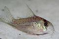 Aquarium Fish Masked Cory, Corydoras atropersonatus, Spotted Photo, care and description, characteristics and growing