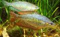 Aquarium Fish Melanotaenia splendida splendida, Gold Photo, care and description, characteristics and growing