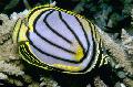 Zierfische Meyer Schmetterling, Chaetodon meyeri, Gestreift Foto, kümmern und Beschreibung, Merkmale und wächst