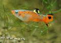 Aquarium Fish Micropoecilia, Motley Photo, care and description, characteristics and growing