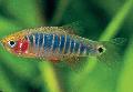 Aquarium Fish Microrasbora, Microrasbora erythromicron, Motley Photo, care and description, characteristics and growing