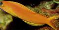 Аквариумные Рыбки Собачка мидас, Ecsenius midas, желтый Фото, уход и описание, характеристика и выращивание