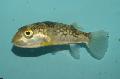 Süt-Benekli Kirpi Balığı fotoğraf, özellikleri ve bakım