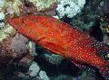 Miniatus Grouper, Koralli Grouper kuva, ominaisuudet ja hoito