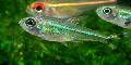 Aquarium Fish Moenkhausia intermedia, Green Photo, care and description, characteristics and growing