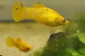 Aquarium Fish Molly, Poecilia sphenops, Yellow Photo, care and description, characteristics and growing