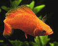 Aquarium Fish Molly, Poecilia sphenops, Red Photo, care and description, characteristics and growing