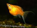 Aquarium Fish Molly, Poecilia sphenops, Gold Photo, care and description, characteristics and growing