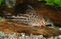 Aquarium Fish Mrs Schwartz's Cory, Corydoras robineae, Spotted Photo, care and description, characteristics and growing