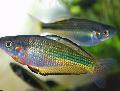 Murray Rainbowfish Abhainn Photo, saintréithe agus cúram