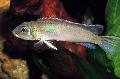 Акваріумні Рибки Наннохроміс, Nannochromis, Сріблястий Фото, догляд і опис, характеристика і зростаючий