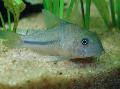 Aquarium Fish Natterer, Natterer's Cory, Corydoras nattereri, Green Photo, care and description, characteristics and growing