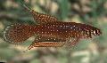 Photo Freshwater Fish Nematolebias whitei