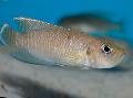 观赏鱼 Neolamprologus短, Neolamprologus brevis, 褐色 照, 关怀 和 描述, 特点 和 成长