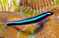 Aquarium Fish Neon Blue Goby, Elacatinus oceanops, Striped Photo, care and description, characteristics and growing