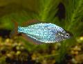 Neon Rainbowfish, Melanotaenia praecox, Silver Photo, care and description, characteristics and growing