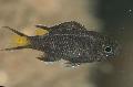 Aquarium Fish Neopomacentrus, Black Photo, care and description, characteristics and growing