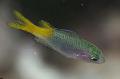 Aquarium Fish Neopomacentrus, Green Photo, care and description, characteristics and growing