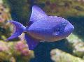 Nijer Triggerfish, Kırmızı Diş Triggerfish bakım ve özellikleri