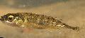 Aquarium Fish Ninespine stickleback, Pungitius pungitius, Striped Photo, care and description, characteristics and growing