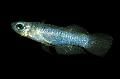 Normans Leuchtaugenfisch Foto, Merkmale und kümmern