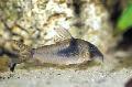 Aquarium Fish Northern Longnose Cory, Corydoras septentrionalis, Spotted Photo, care and description, characteristics and growing
