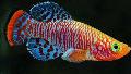Pesci d'Acquario Nothobranchius, Eterogeneo foto, la cura e descrizione, caratteristiche e la coltivazione