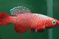 Akvārija Zivis Nothobranchius, sarkans Foto, ka un apraksts, raksturlielumi un augošs