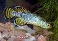 Pesci d'Acquario Nothobranchius, Azzurro foto, la cura e descrizione, caratteristiche e la coltivazione