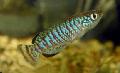 Akvaryum Balıkları Nothobranchius, çizgili fotoğraf, bakım ve tanım, özellikleri ve büyüyen