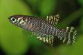 Aquarium Fish Notholebias, Striped Photo, care and description, characteristics and growing