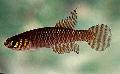 Aquarium Fish Notholebias, Brown Photo, care and description, characteristics and growing